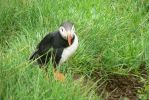 PICTURES/PUFFINS - Helmaey Island/t_PUFF (25).JPG